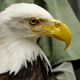 Illustration for article titled Need A Pick-Me-Up? Check Out These Animals Made Happier By Prosthetics